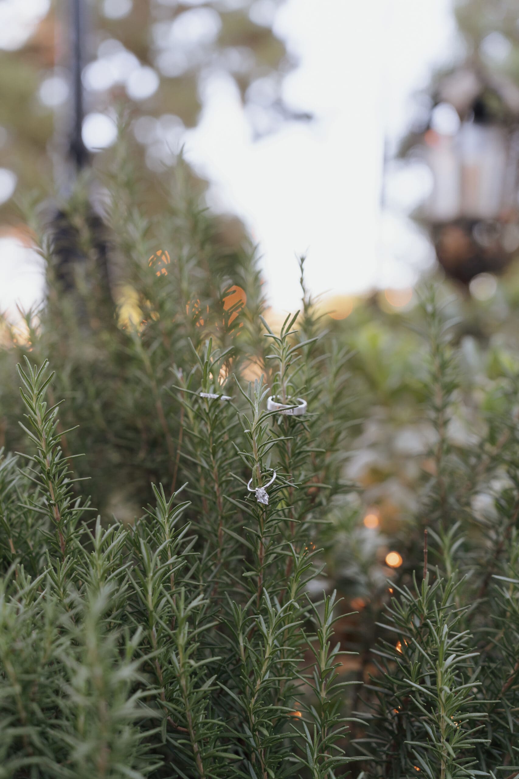 wedding rings resting on rosemary